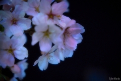 DSC02037