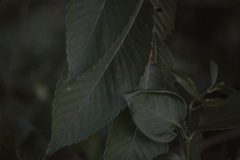 DSC02500