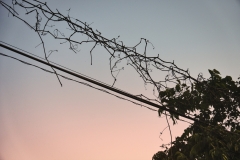 DSC02501
