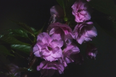 DSC06171