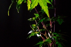 DSC06560