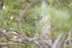 DSC07535
