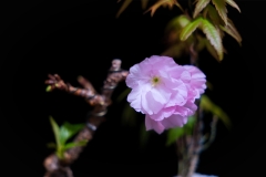 DSC08047
